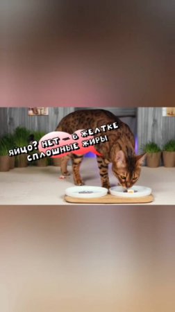 Диету нарушать нельзя! Ну, если только чуть-чуть😹