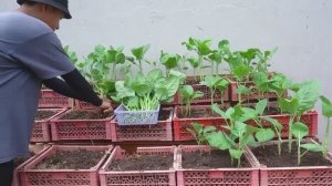 Вырастите у себя дома овощной сад - просто и продуктивно!