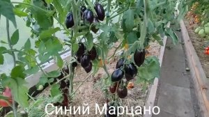 Обзор коллекционных сортов томатов сезона 2024 часть №7