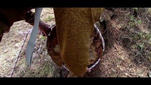 Самозатягивающийся или “Висельный“ Узел | Завязывание Затягивающегося Узла и Применение #эшафотный