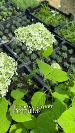 Лето слишком короткое, чтобы…