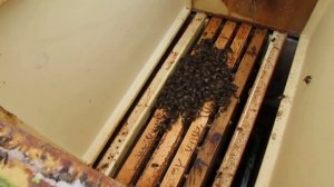 срочная работа с пчелами в январе, пчелы не переходят во второй корпус на кормовые рамки