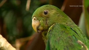 Новая Гвинея: Остров, Который Никогда Не Оставит Вас Р?