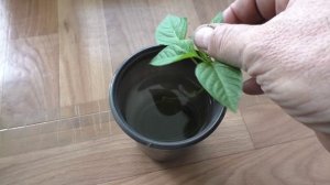 Итоги срезки и укоренения верхушки рассады перца