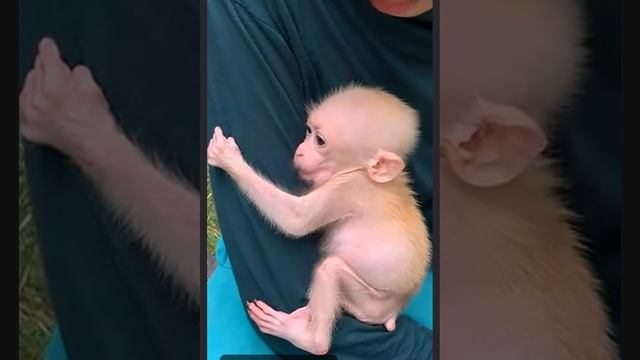 Неутомительный, непродолжительный и ненавязчивый утренний туалет ... 1000007720.mp4