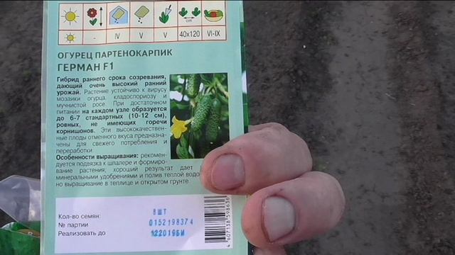 Посев огурцов в открытый грунт