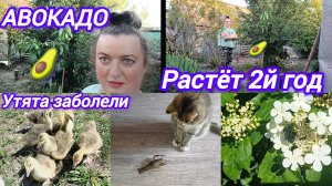 ГУСЯТА. САЖАЮ АВОКАДО
