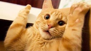 ПРИКОЛЫ С ЖИВОТНЫМИ ДО СЛЕЗ #56 Смешные КОТЫ И СОБАКИ  Приколы