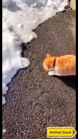 #собаки #кошки #приколы 36