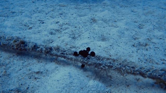 Дайвинг на затонувшие корабли, Miki Wreck, Маэ, Сейшельские смотреть онлайн