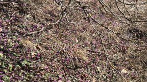 Рядом с Тбилиси есть потрясающий горноклиматический ?