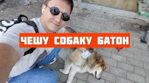 Глажу и чешу собаку Батон. Майские новости из Батуми от самой сладкой булочки Грузии.