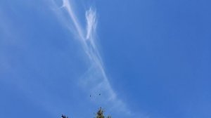 Николаевские голуби на крыше