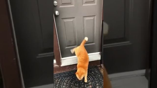 Умные коты