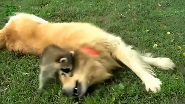 приколы с енотами выпуск #02 funny raccoon ну просто очень смешные еноты смотреть онлайн