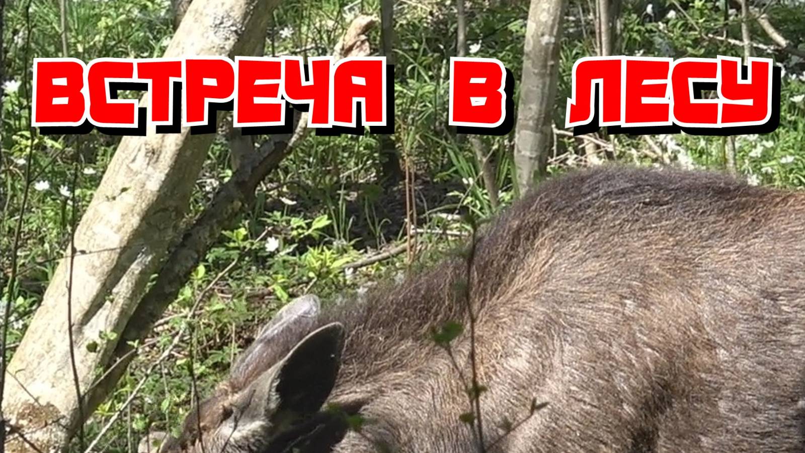 Искал клад, а встретил в лесу сеголетка