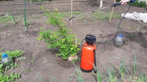 Вся ТЛЯ после первой обработки Исчезла Народный способ избавиться от проблемы. Муравьи, тля.