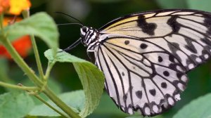 Краски природы, потрясающие живые цветы