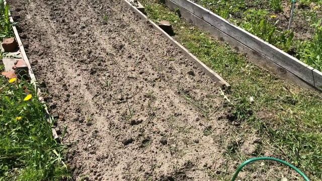 Что творится на моем участке после отдыха — просто ужас. Навожу порядок.