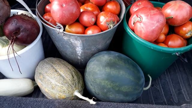 Огурцы отошли...Теперь помидоры не дают вязать))) смотреть онлайн