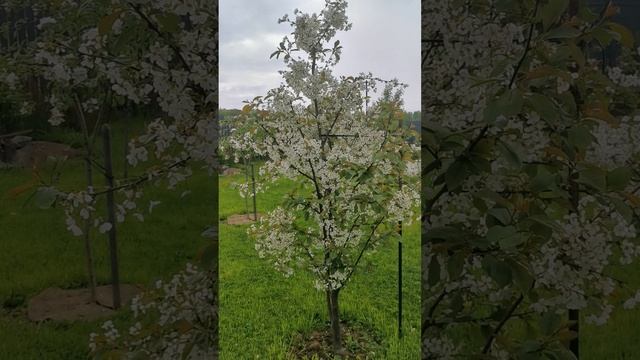 Цветут вишни Радонеж и Новелла. Атакуют одуванчики😨. 25.05.2025 #вишня #радонеж #новелла #одуванчик