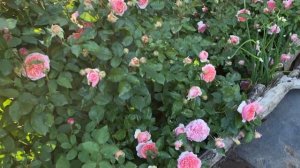 Начало цветения роз 24.05.20