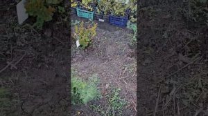 Лагерстремия. Начало сезона. часть 3.
