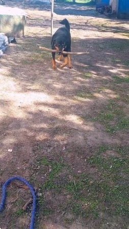 🐶