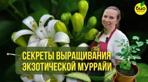 Секреты выращивания экзотической Муррайи
