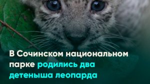 В Сочинском национальном парке родились два детеныша леопарда