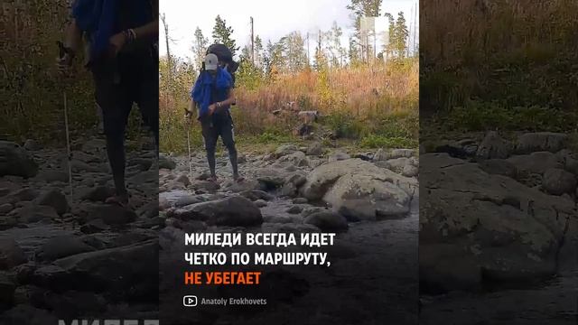 Кошка- путешественница! Походы с верным другом! 😉😉😉👍👍👍#shorts #way#travel#love#cat#live#жизнь#любов