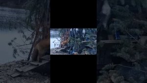 Охота на гуся в Якутии на дедовском озере осень 🍂 2024?