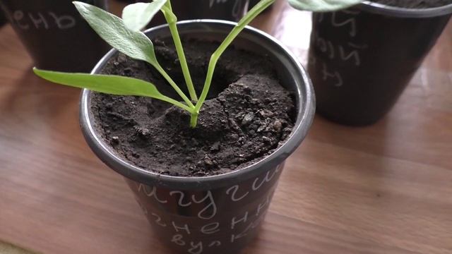 У перца не было точки роста, конец истории.
