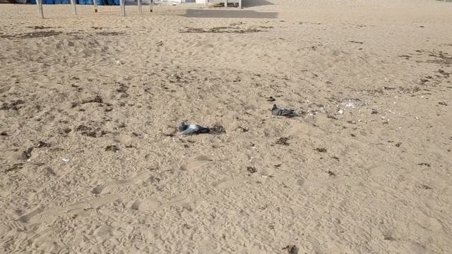 Евпатория _ 01 ноября 2024 _ монтаж Галины Поздеевой смотреть онлайн