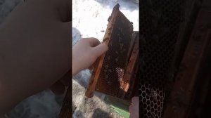 Почему не перезимовала семья в альпийском улье халатность или ошибка пчеловода погибшие пчёлы