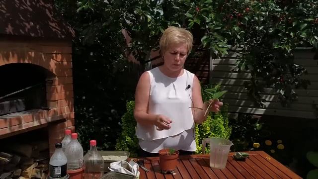 Размножение гортензии черенками 🌱 Как не допустить ошибок  Садовый гид