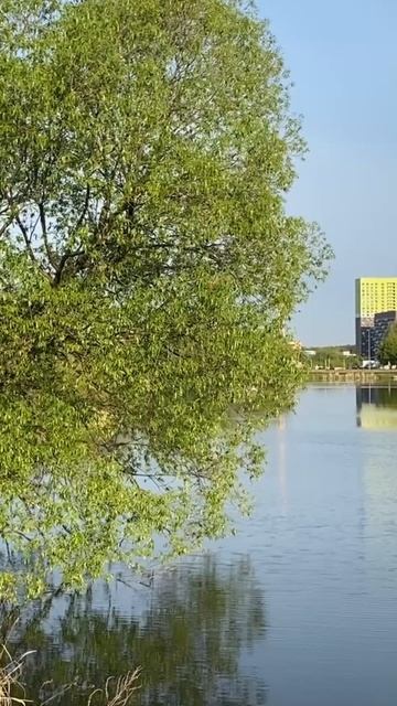 Live Journal - Заводской пруд (Москва, Говорово. 18.05.2025)