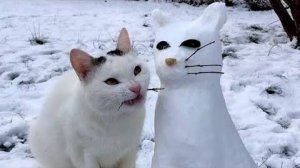 ПРИКОЛЫ С ЖИВОТНЫМИ ДО СЛЕЗ #55 Смешные КОТЫ И СОБАКИ  Приколы