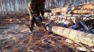 Бензопила ZimAni MS361 PRO в работе.
