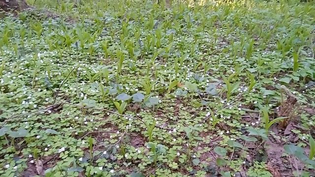 Доброход Калужский- созерцание леса. смотреть онлайн