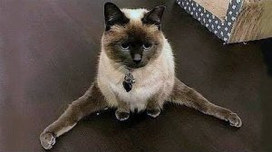 ПРИКОЛЫ С ЖИВОТНЫМИ ДО СЛЕЗ #51 Смешные КОТЫ И СОБАКИ  Приколы