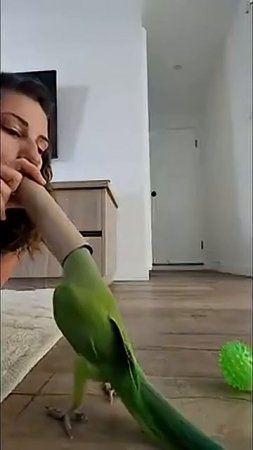 Funny Parrots Part 9 Hilarious Moments  funnyparrots   parrotlovers  CreativeCommons funnyanimal