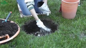 Как посадить гортензию древовидную - 7 дач