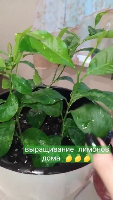 лимонное дерево #artpainting #цветок #limon #short смотреть онлайн