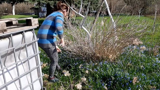 ✅Не пускайте мужа в сад без присмотра!!!🙄😡/Работы в саду!#villagelife #влогдомохозяйки