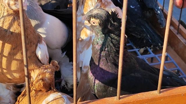 24.05.2025г Воронеж Ярмарка ч.3 смотреть онлайн