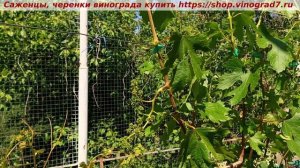 🍇 "Минор" новая форма винограда на участке и сразу молодой куст сделал серьезную заявку на урожай