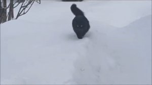 Снежные картинки из загородной жизни