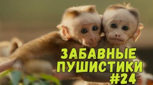 Я РЖАЛ ДО СЛЕЗ 😹 СМЕШНЫЕ КОШКИ И СОБАКИ  СМЕШНЫЕ ЖИВОТНЫЕ 2025 😹 ЛУЧШИЕ ПРИКОЛЫ #24