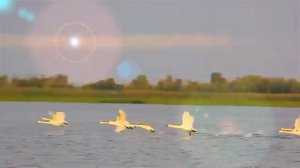 как по горкам, по горам, белый лебедь летал